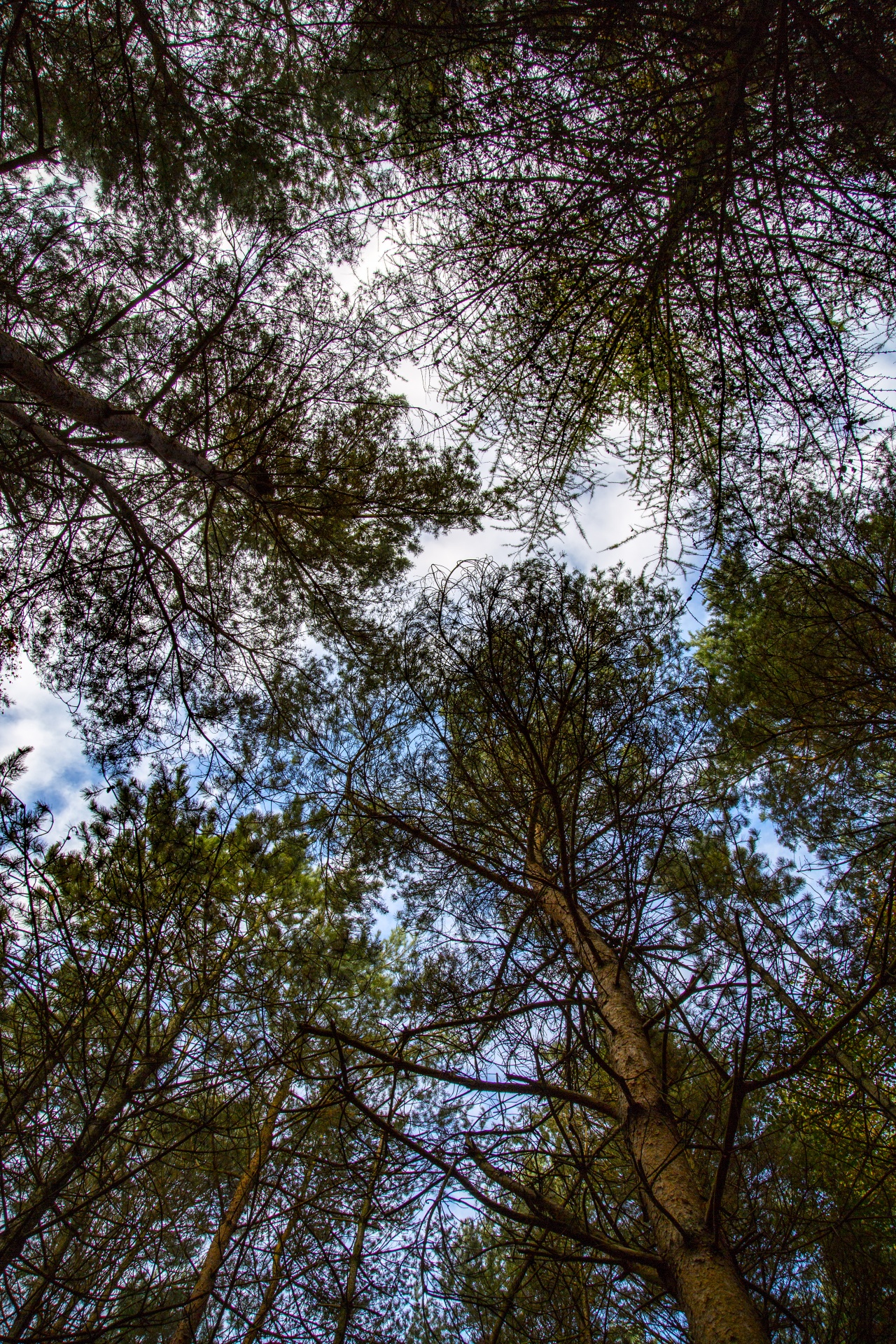 tree field outdoor free photo