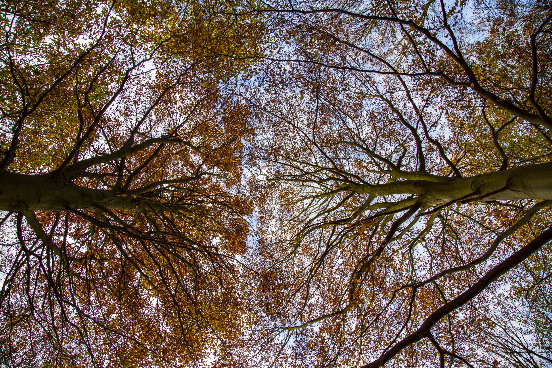 tree field outdoor free photo