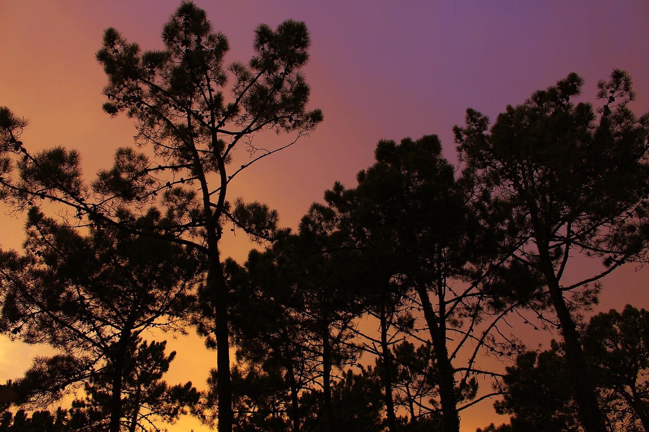 trees sky nature free photo