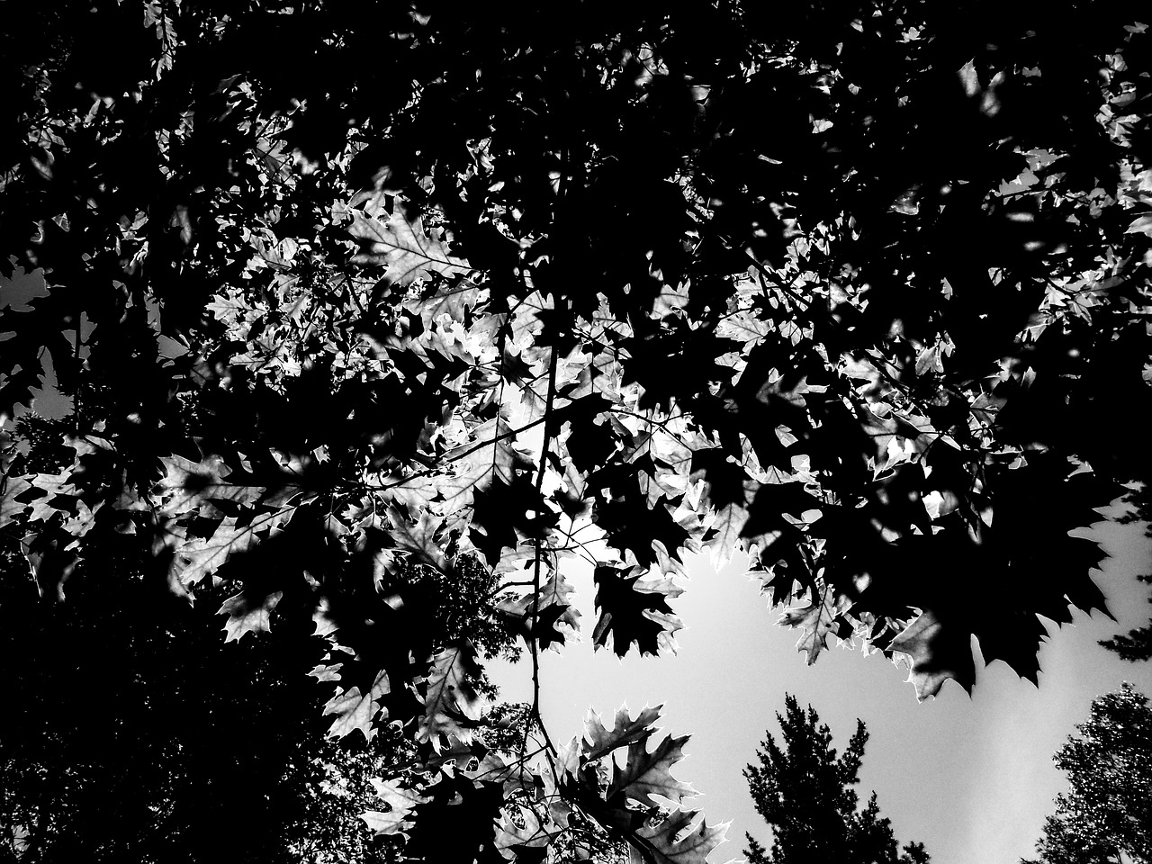 trees black and white nature free photo