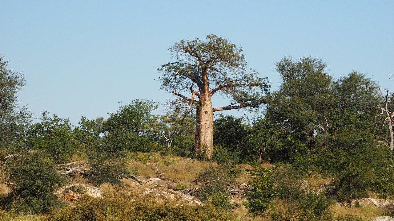 trees landscape plants free photo