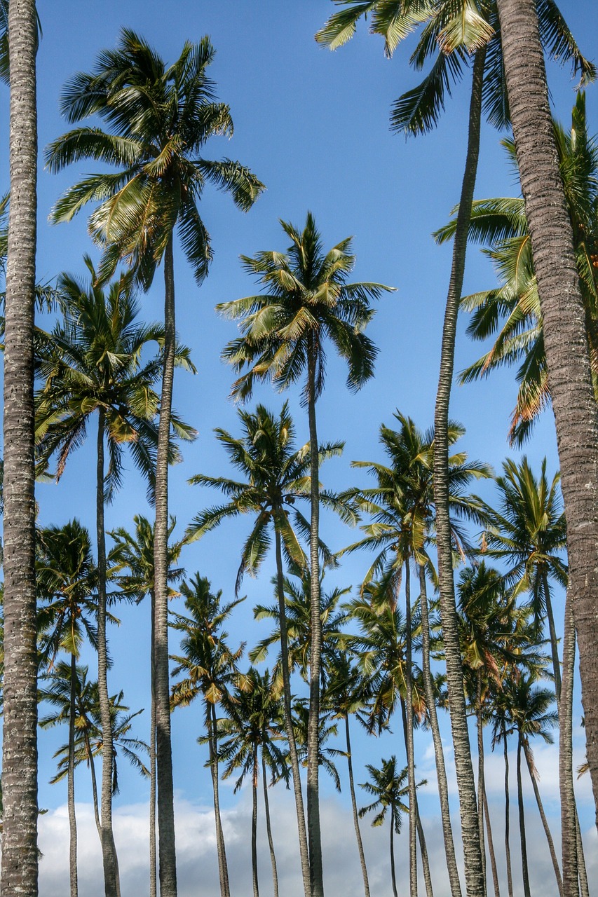 trees palms palm tree free photo