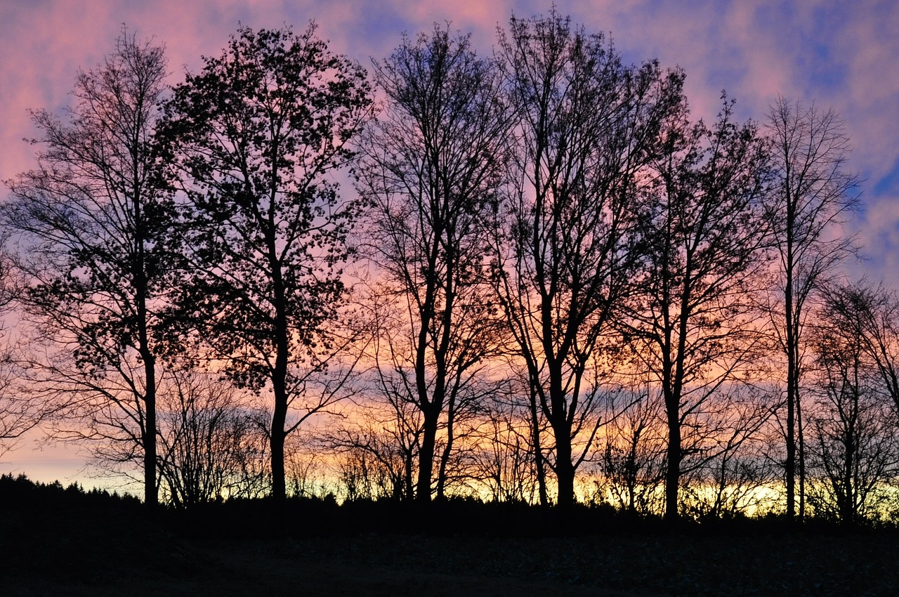 trees sky sunrise free photo