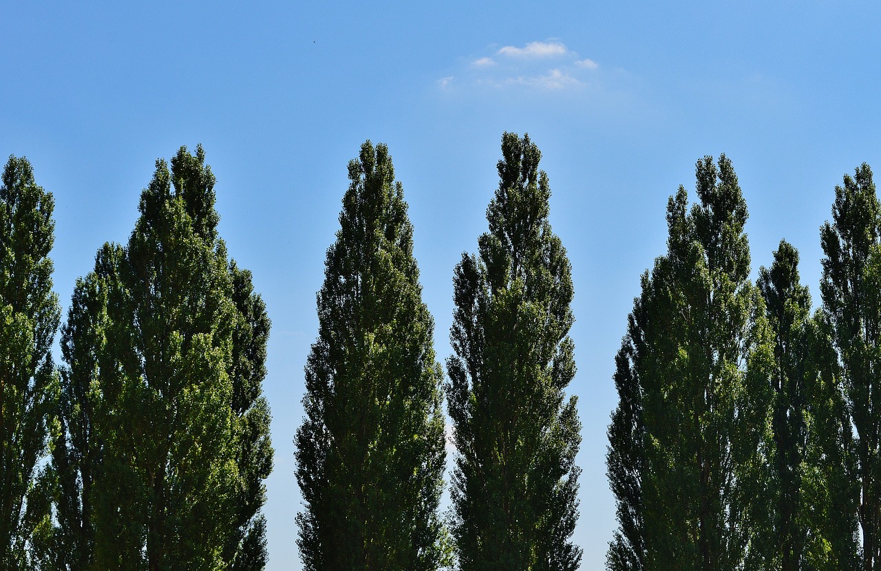 trees sky clouds free photo