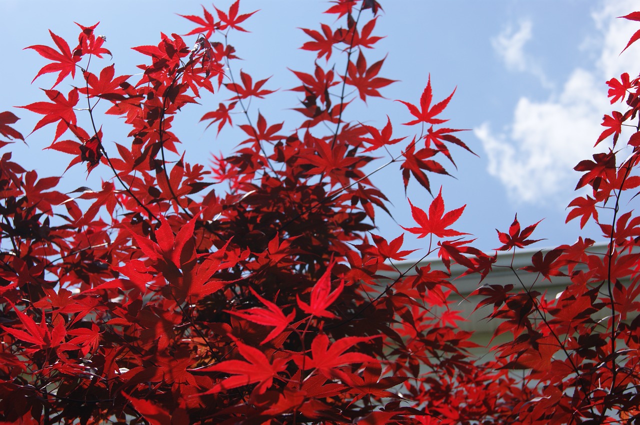 trees foliage sky free photo