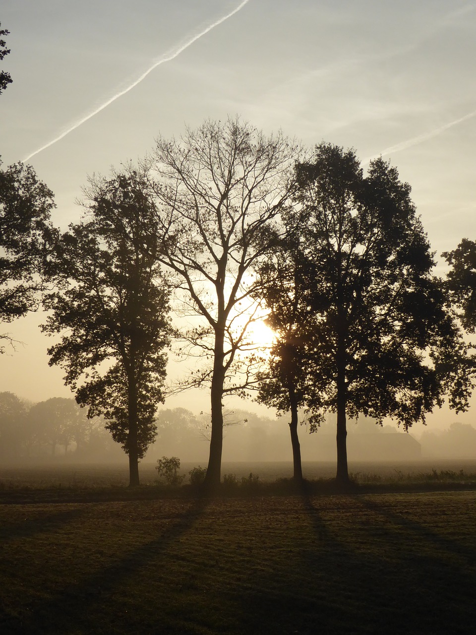 trees sunrise landscape free photo