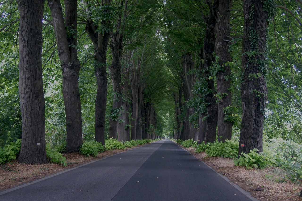 trees road distance free photo