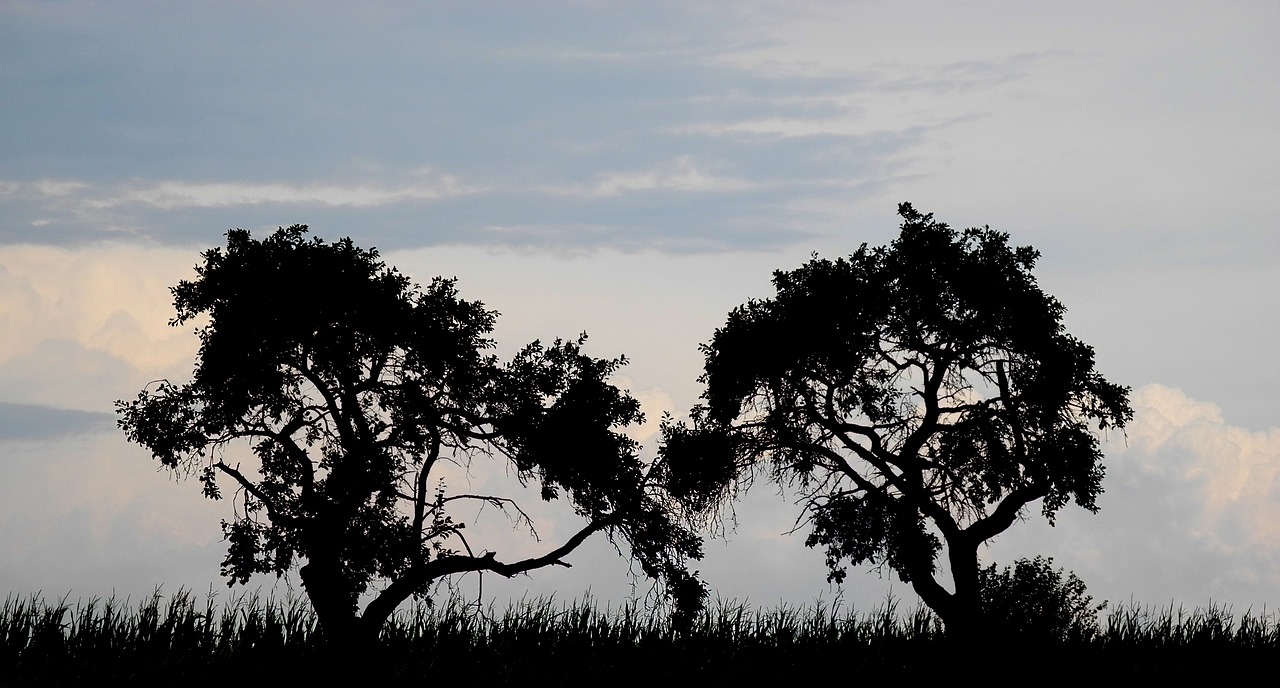 trees silhouettes silhouette free photo