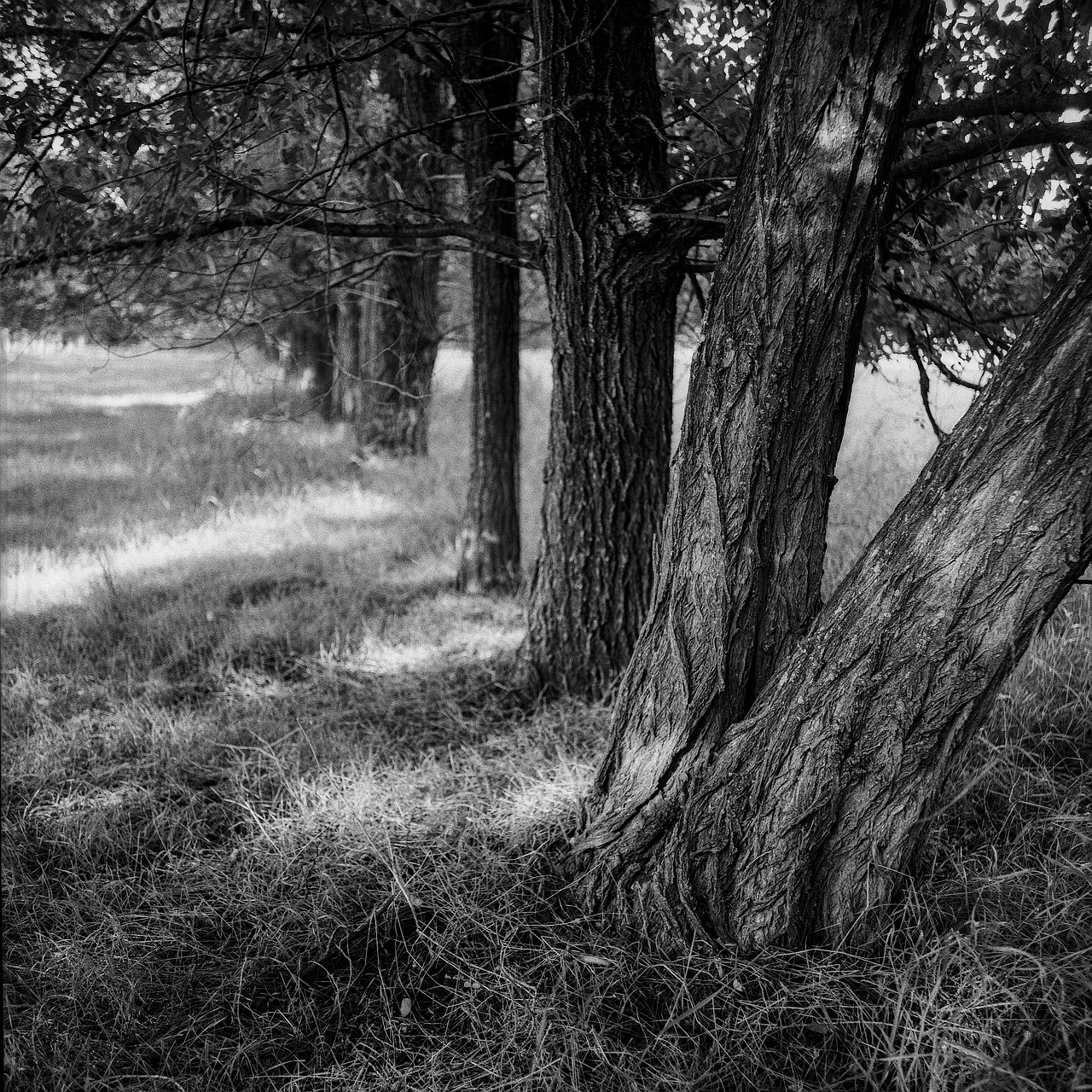 trees black and white black free photo