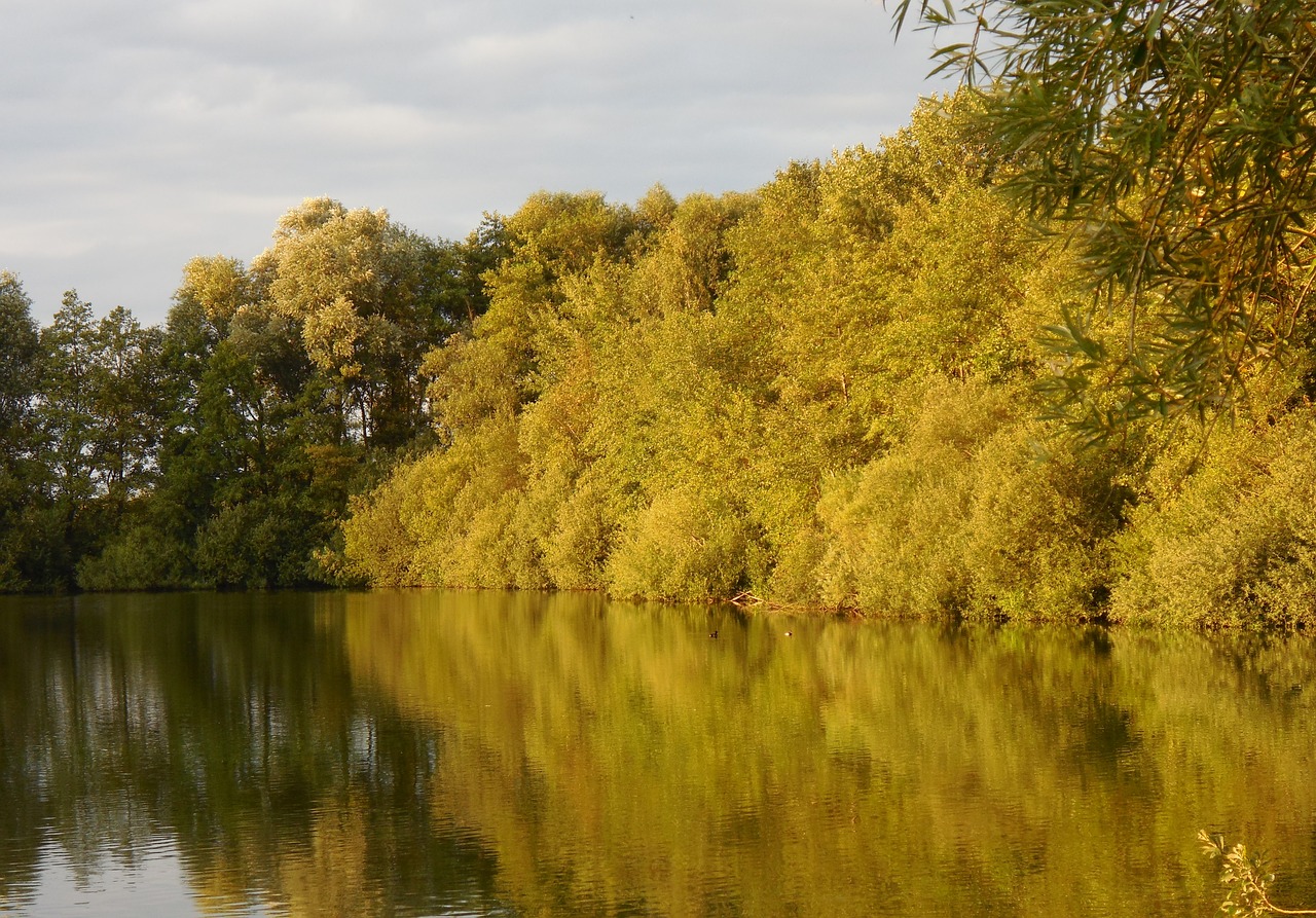 trees lake water free photo