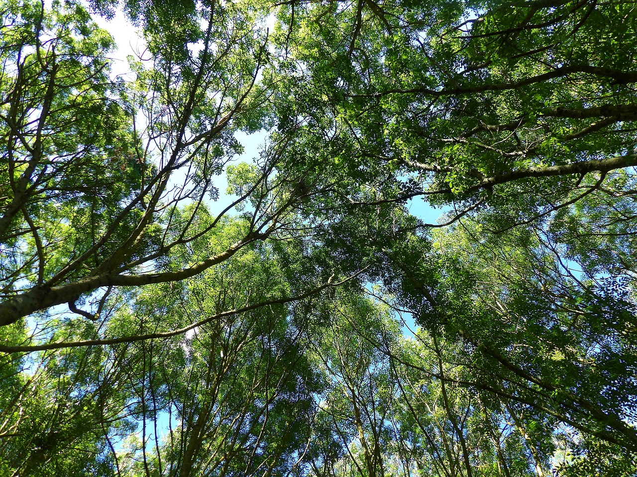 trees diving against nature free photo