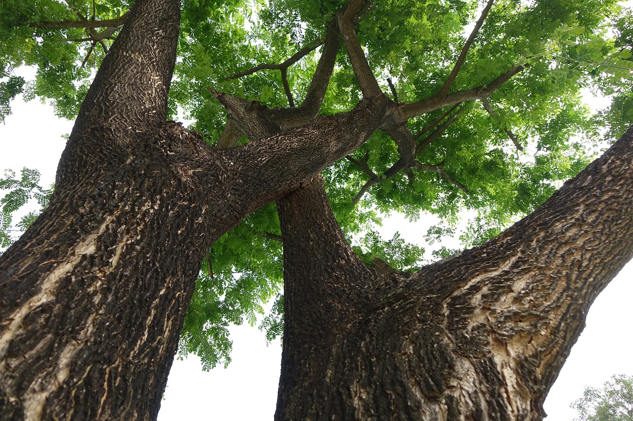 trees rain trees green free photo