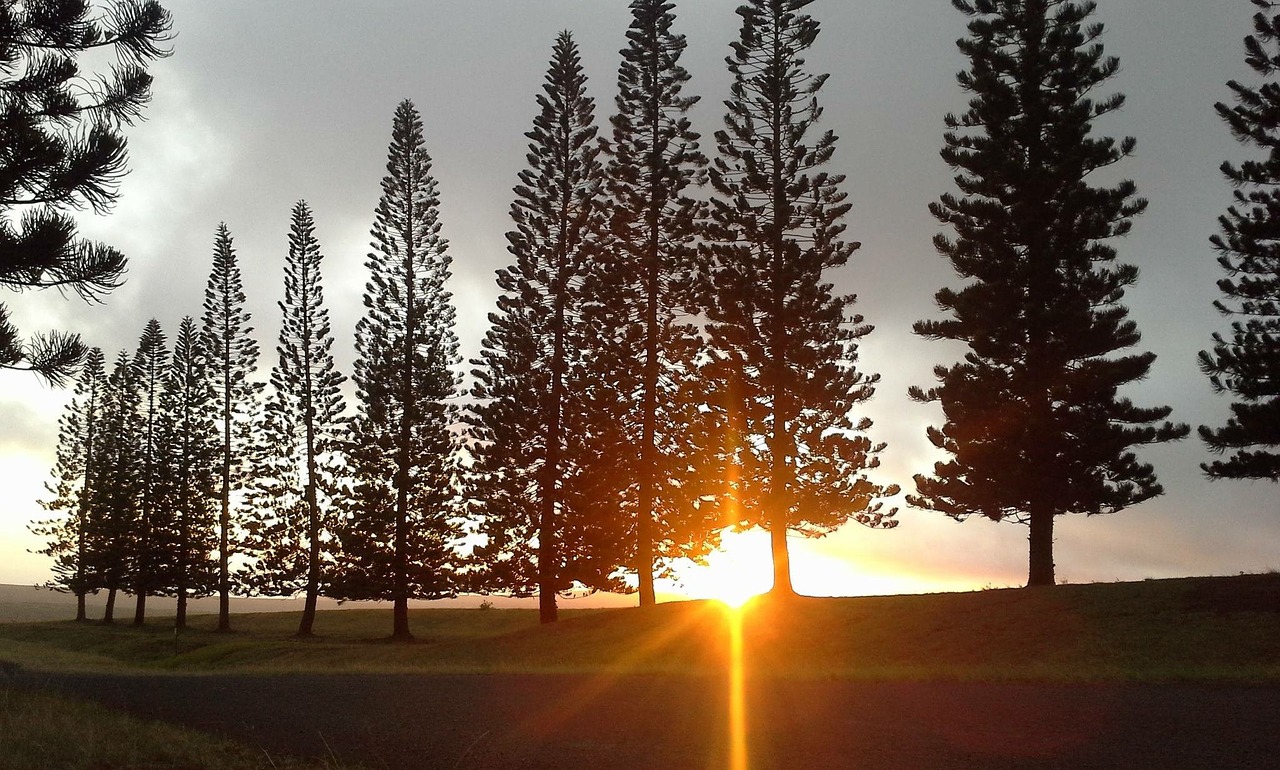 afternoon sun pine free photo