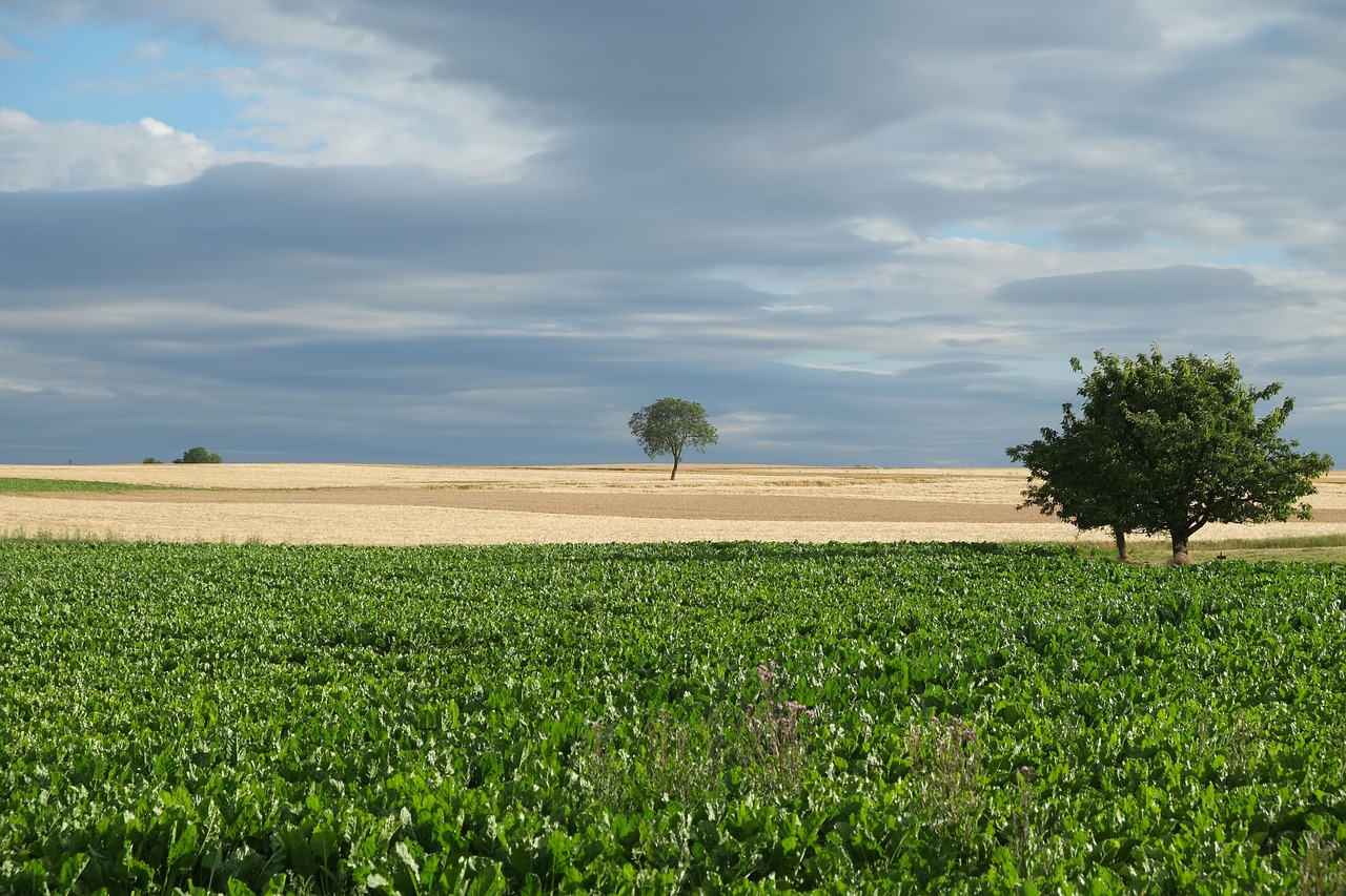 trees summer nature free photo