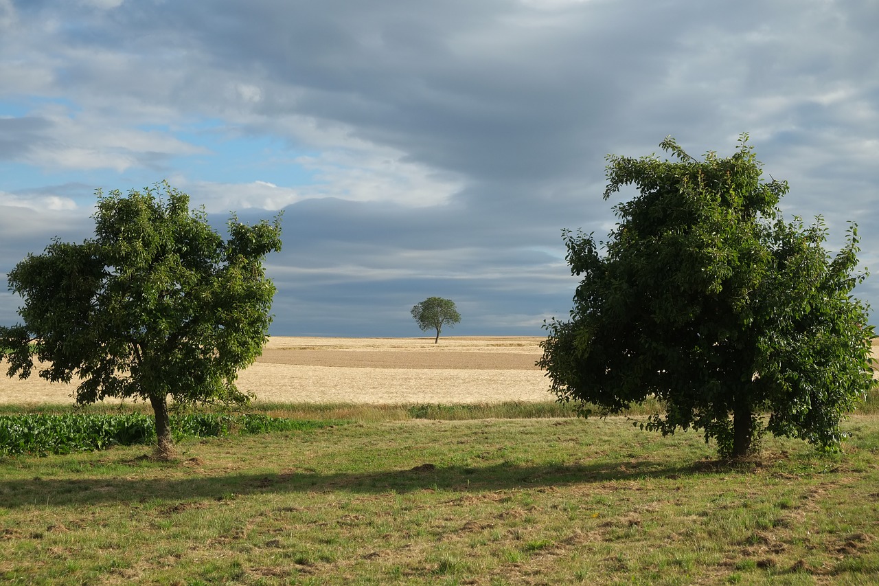 trees summer nature free photo