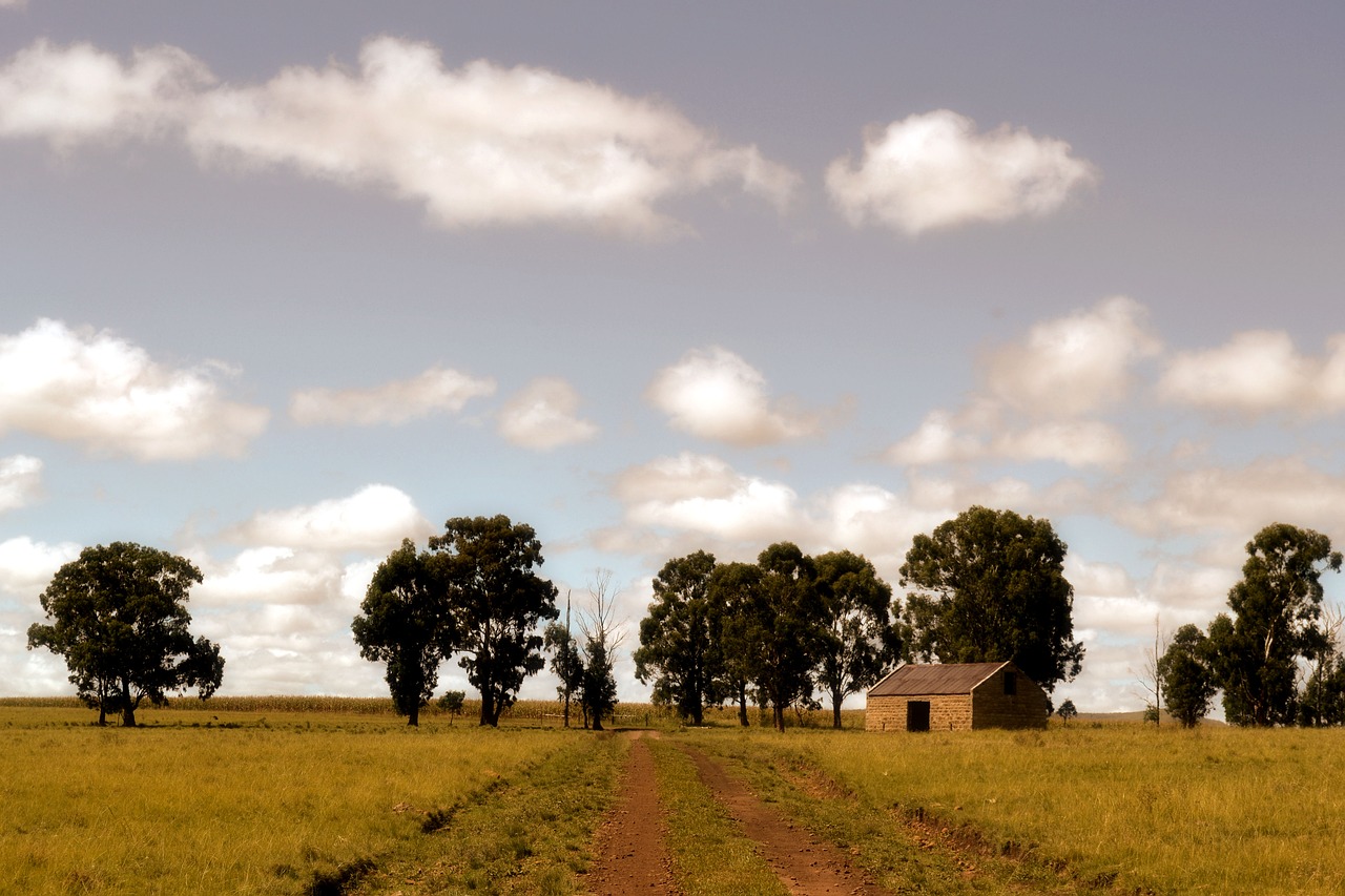 trees farm road free photo