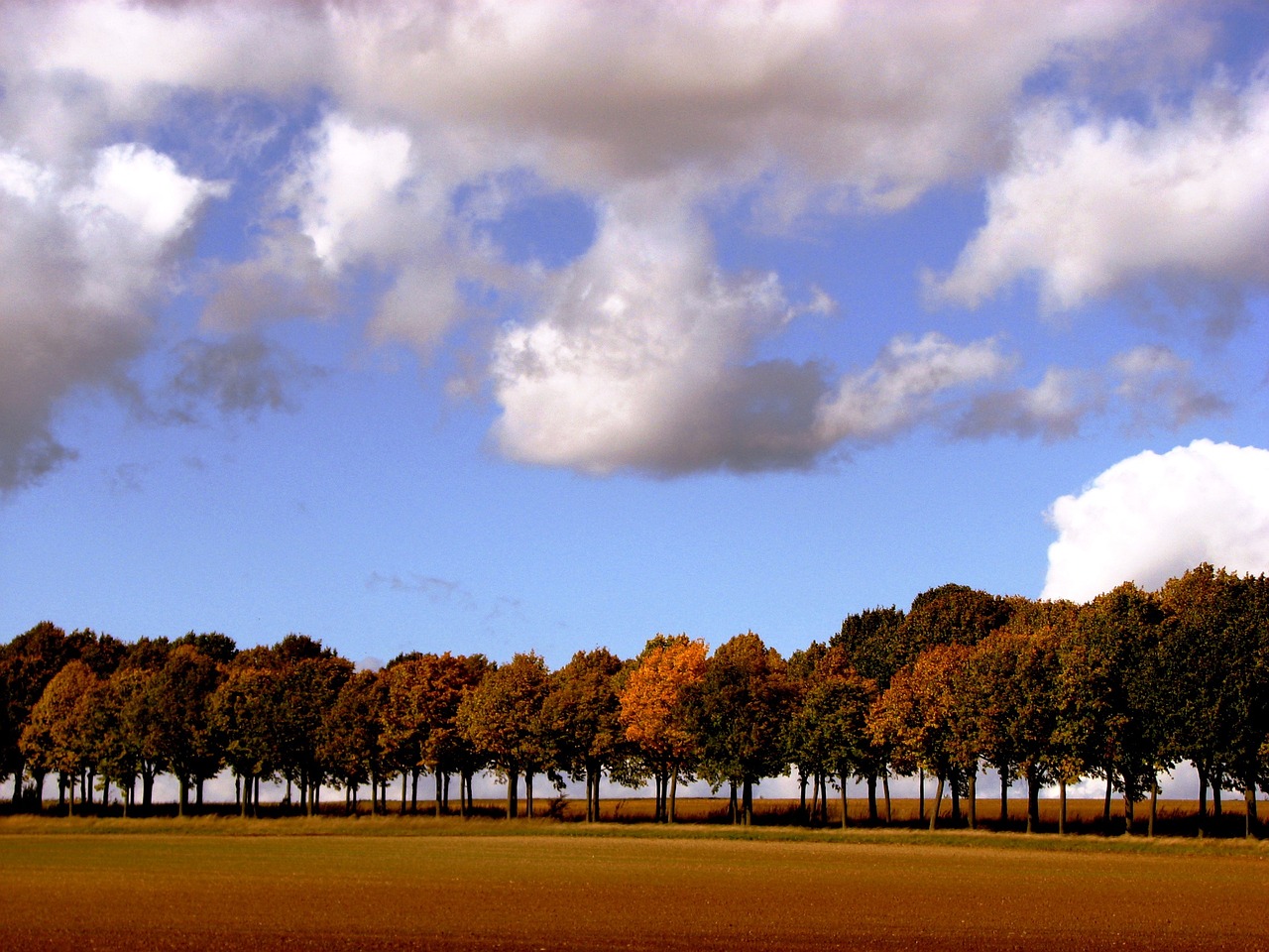 trees series autumn free photo