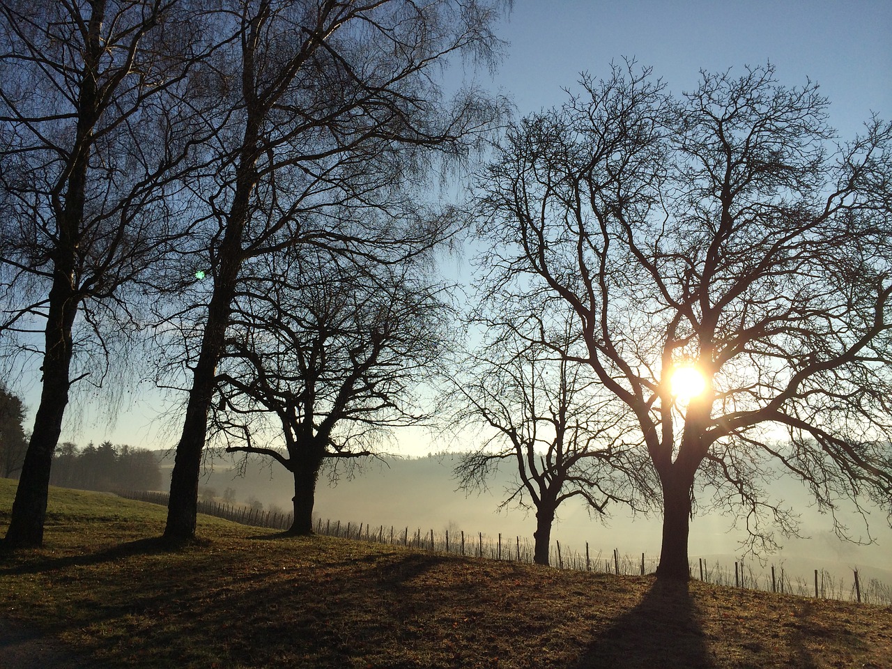 trees meadow nature free photo