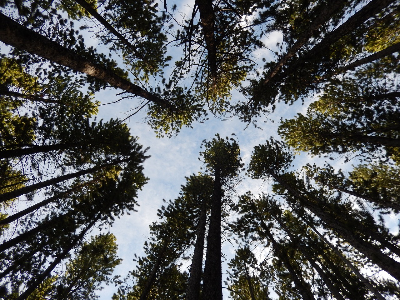 trees nature sky free photo