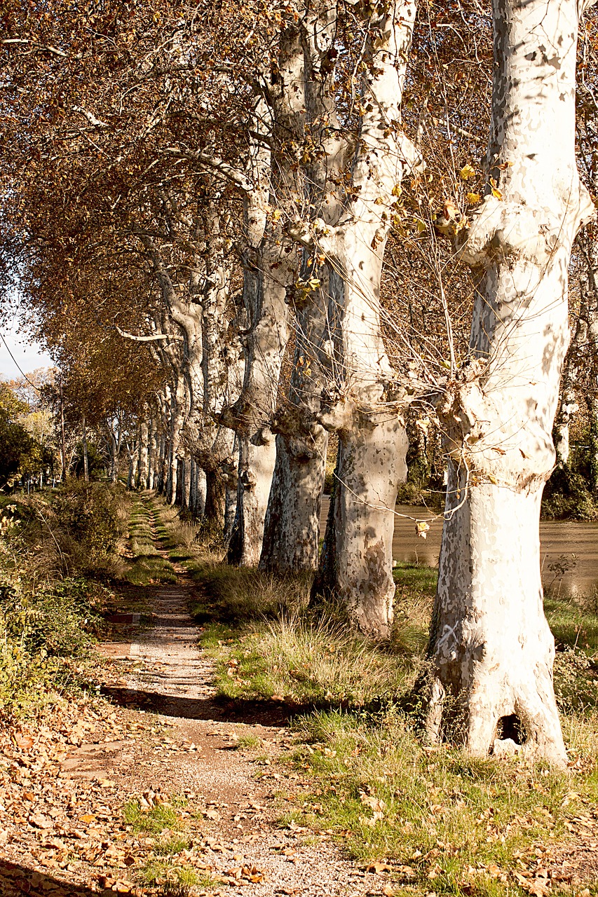 trees natures old tree free photo