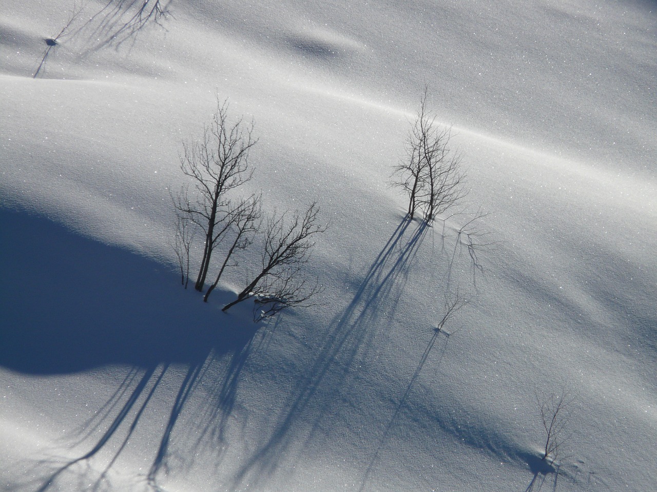 trees snow lonely free photo