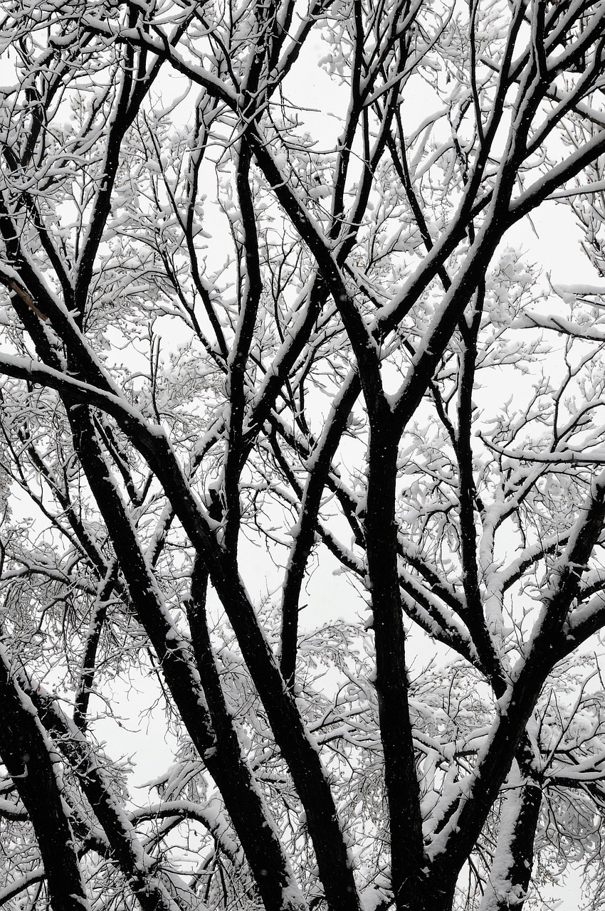 trees winter winter trees free photo