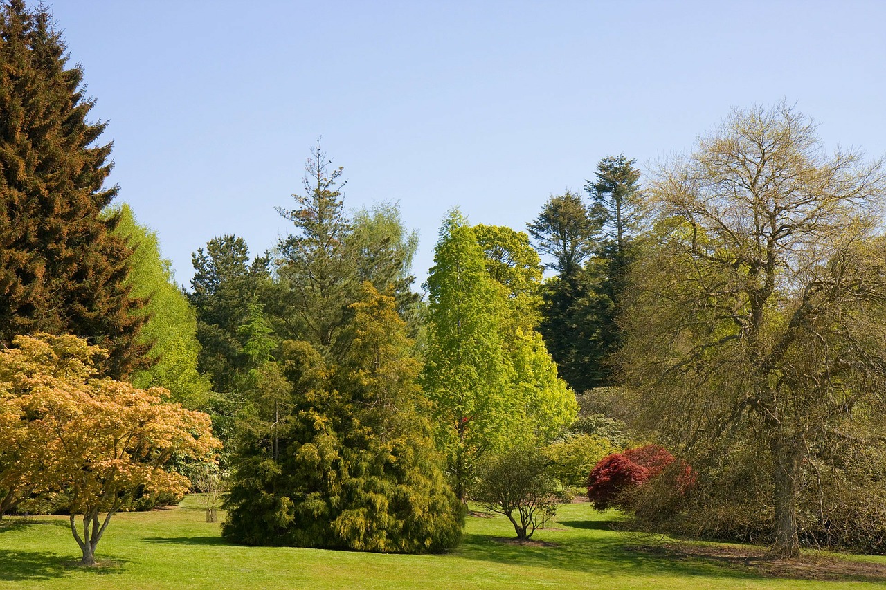 trees view beautiful free photo