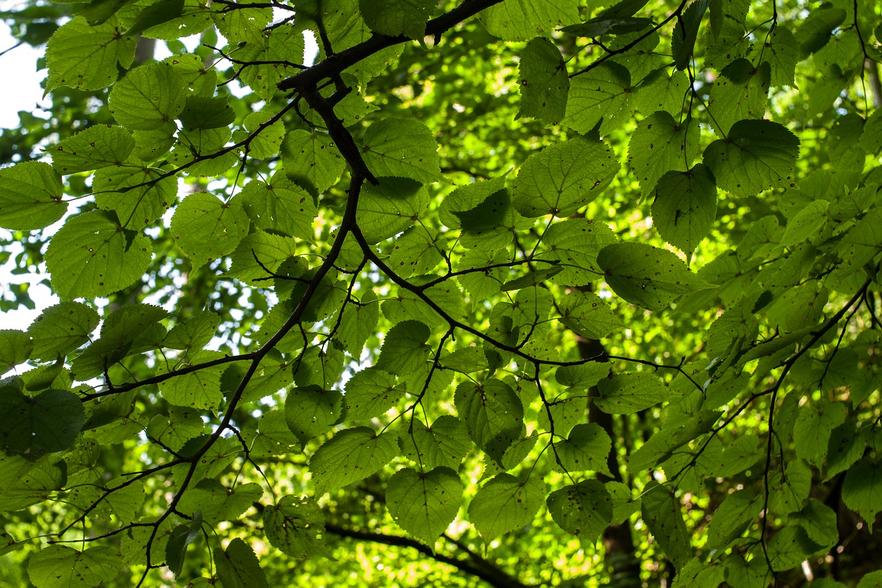 trees nature branch free photo