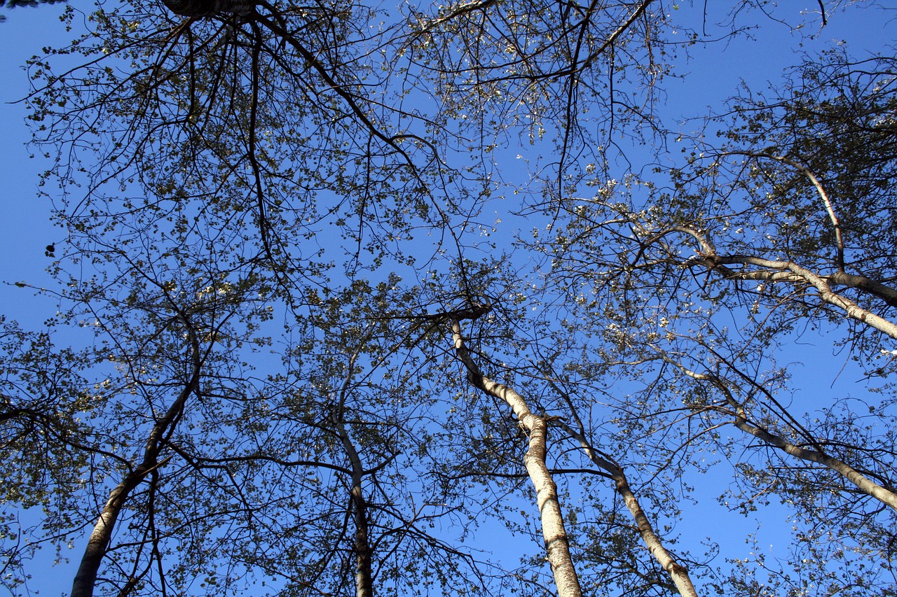 trees sky trunk free photo