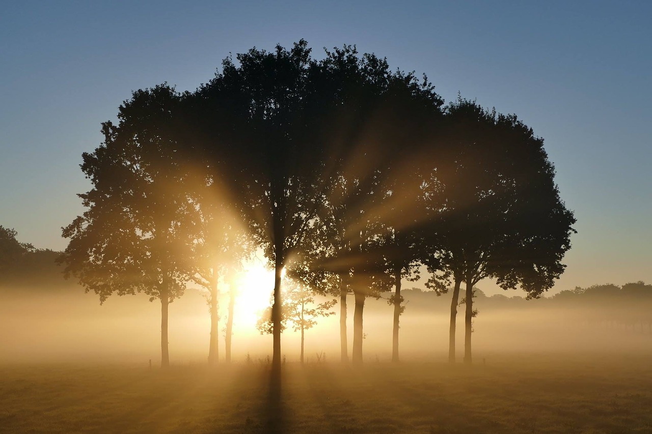 trees sunrise landscape free photo