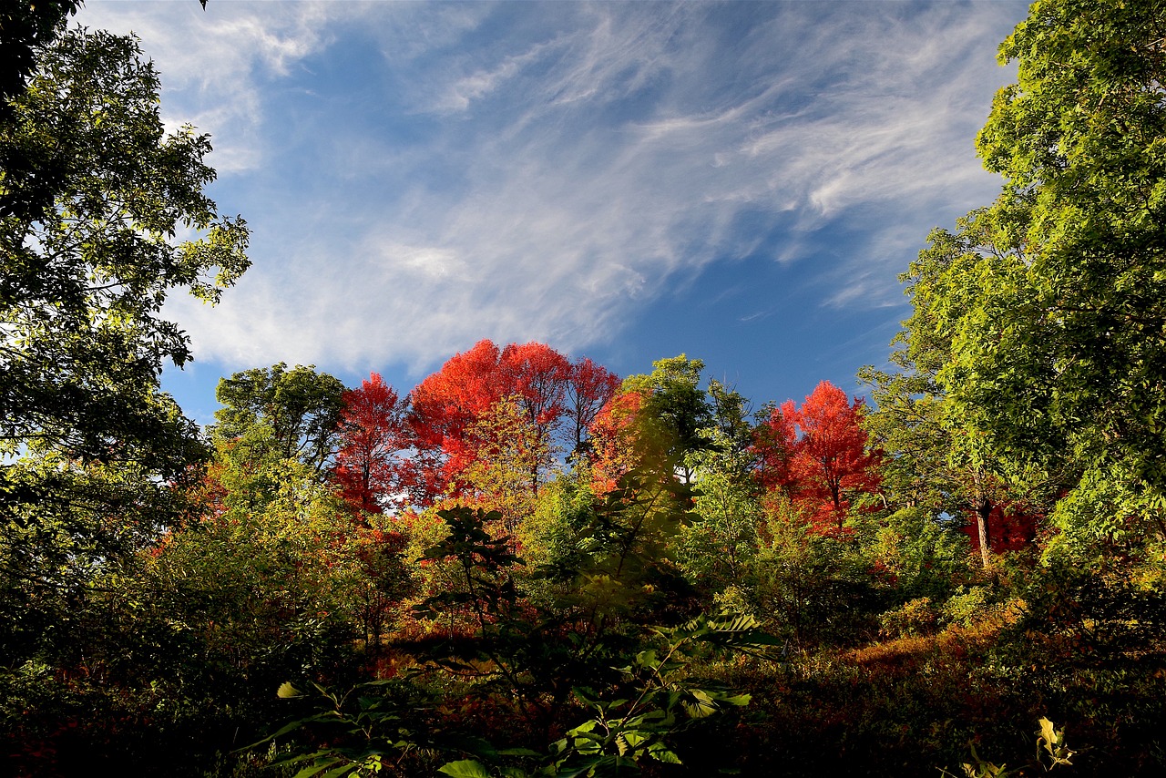 trees foliage fall free photo