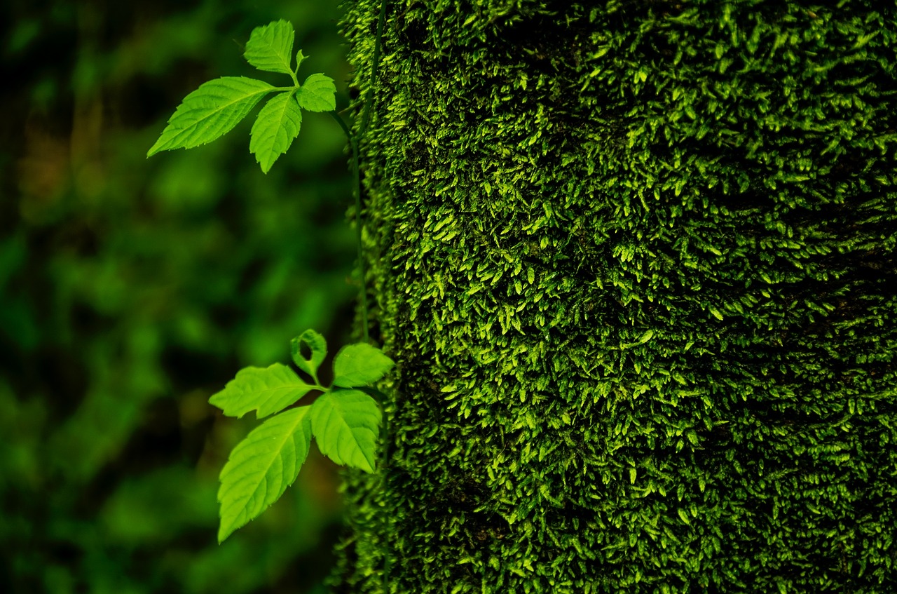 trees green life free photo