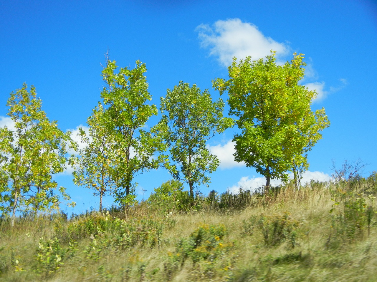 trees sky clouds free photo