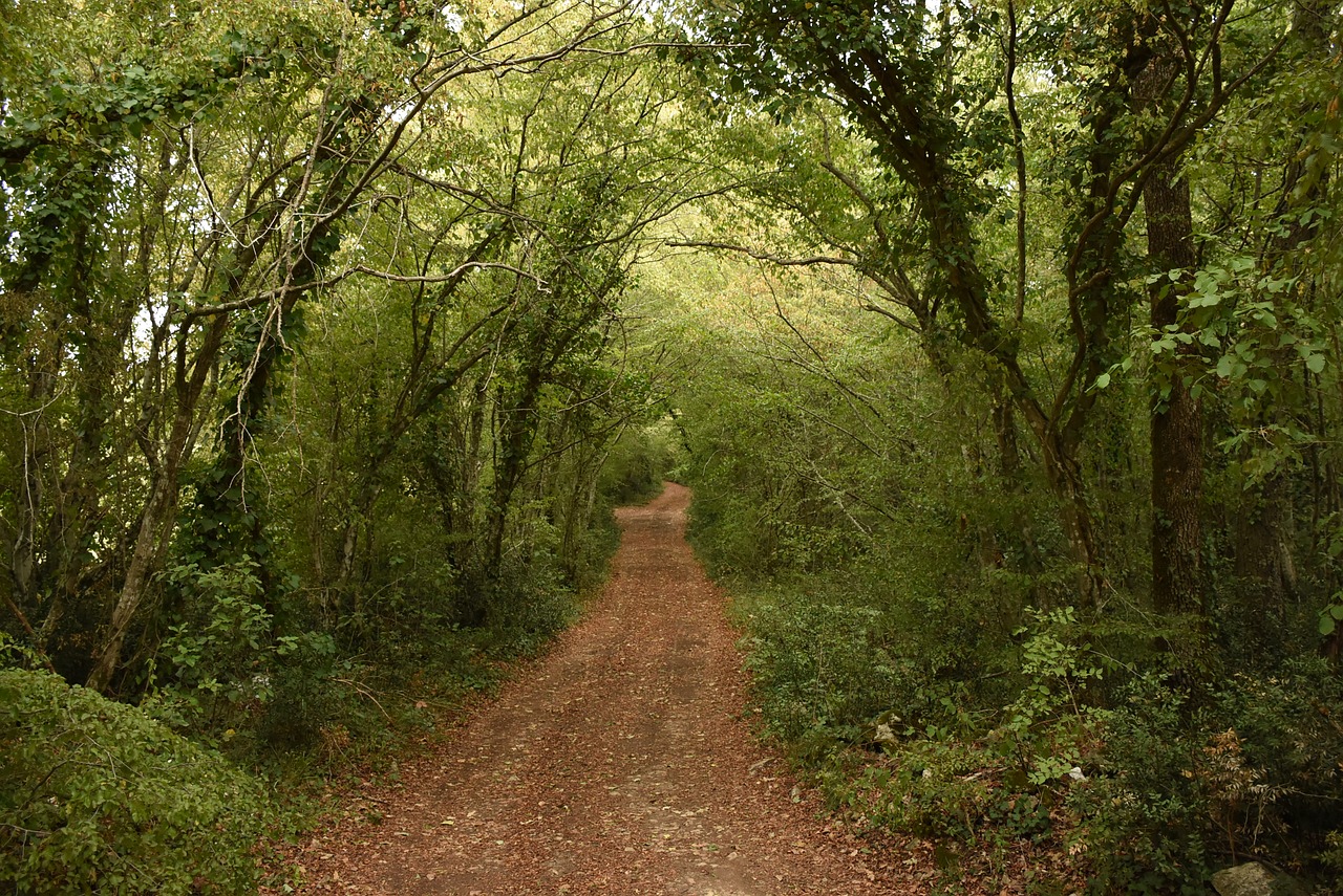 trees away gravel road free photo