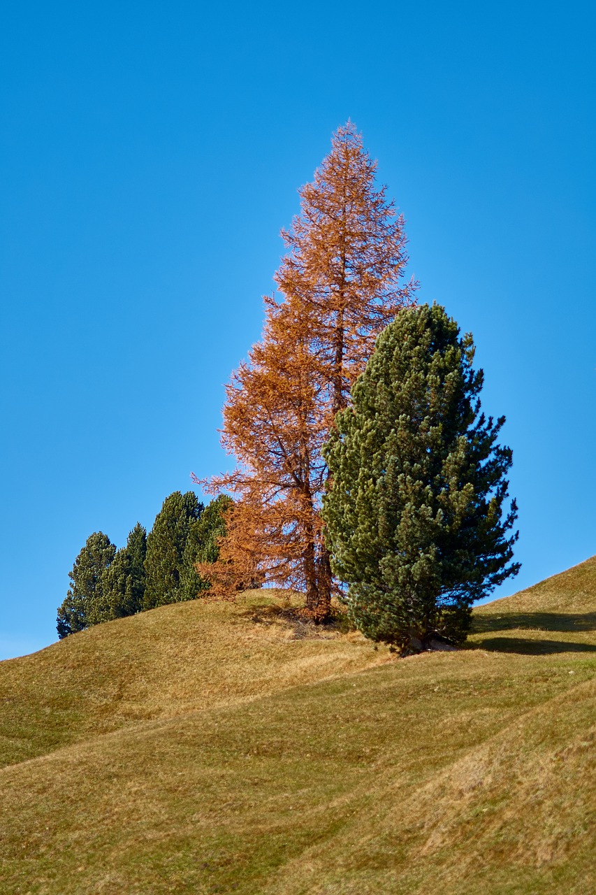 trees autumn nature free photo