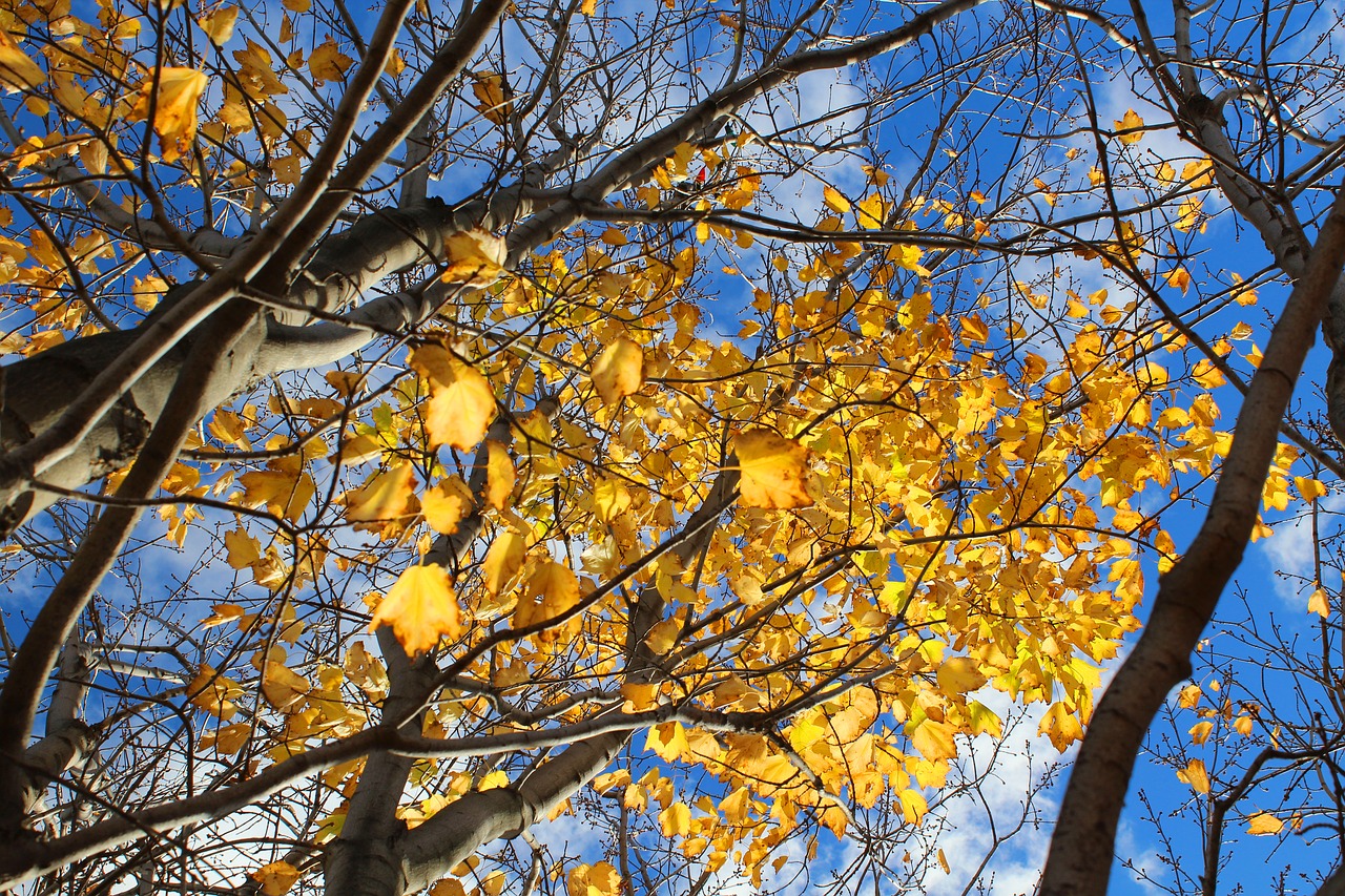 trees autumn sky free photo