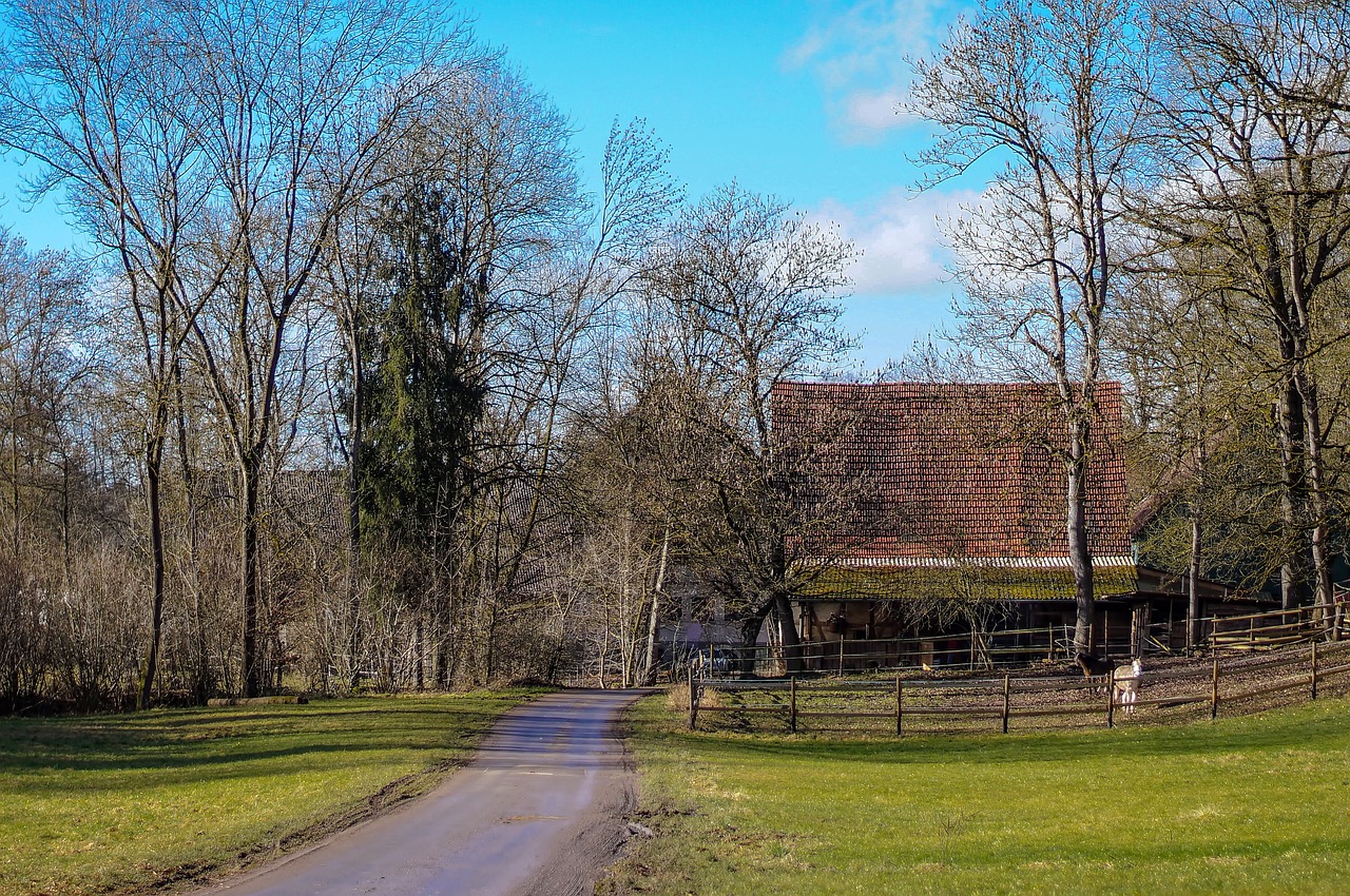 trees outdoor horse free photo