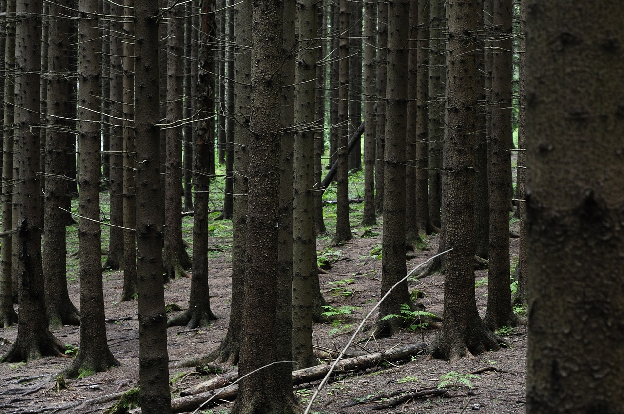 trees forest nature free photo