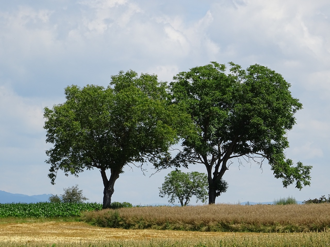 trees cornfield field free photo