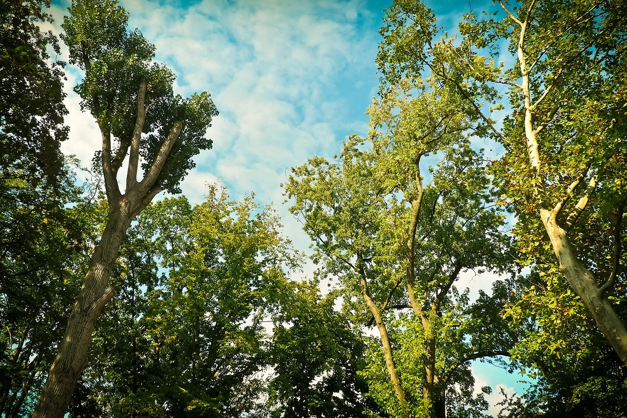 trees birch nature free photo