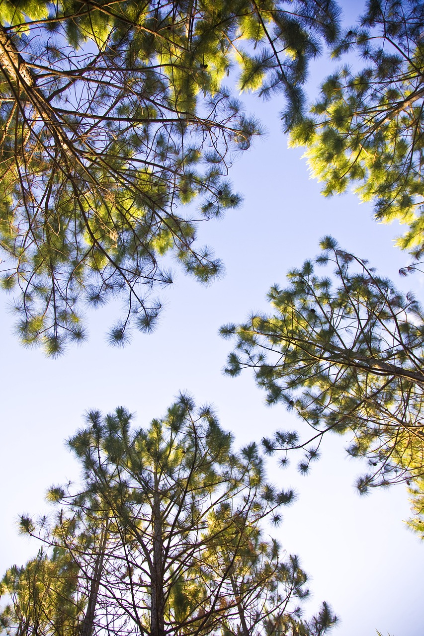 trees sky blue free photo