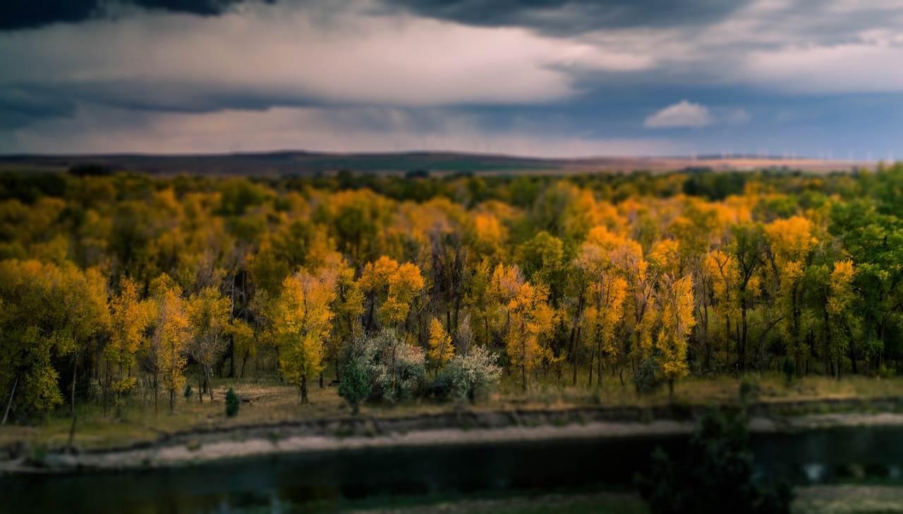 trees nature tilt shift free photo