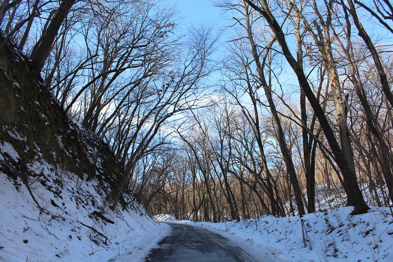 trees forest landscape free photo