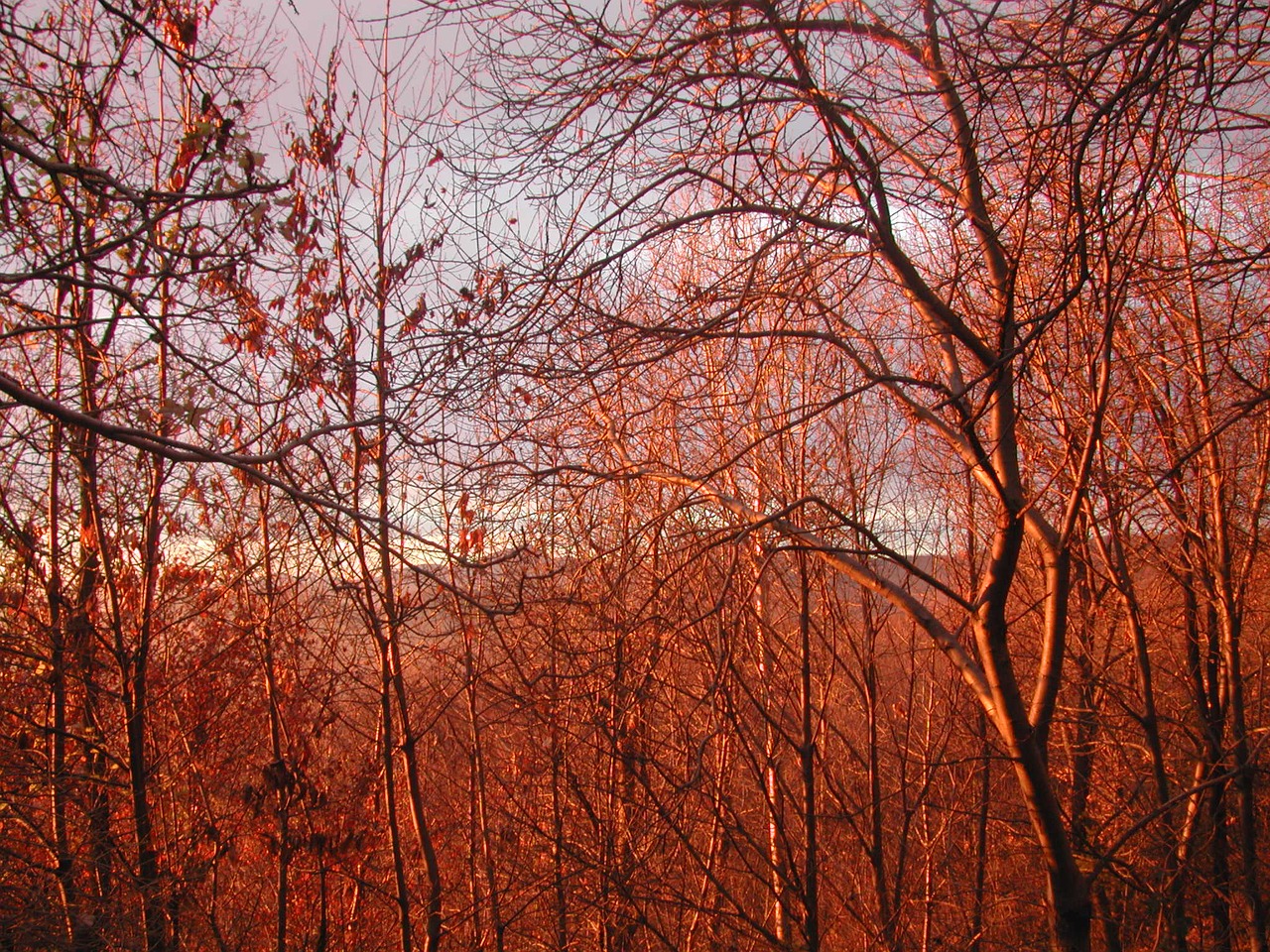 trees autumn sunset free photo