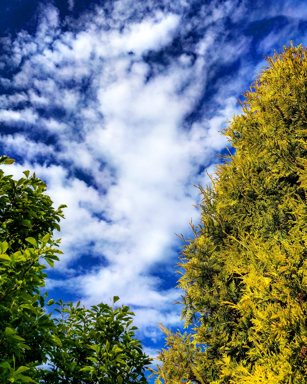 trees conifer clouds free photo