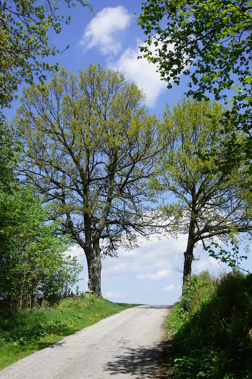 trees away road free photo