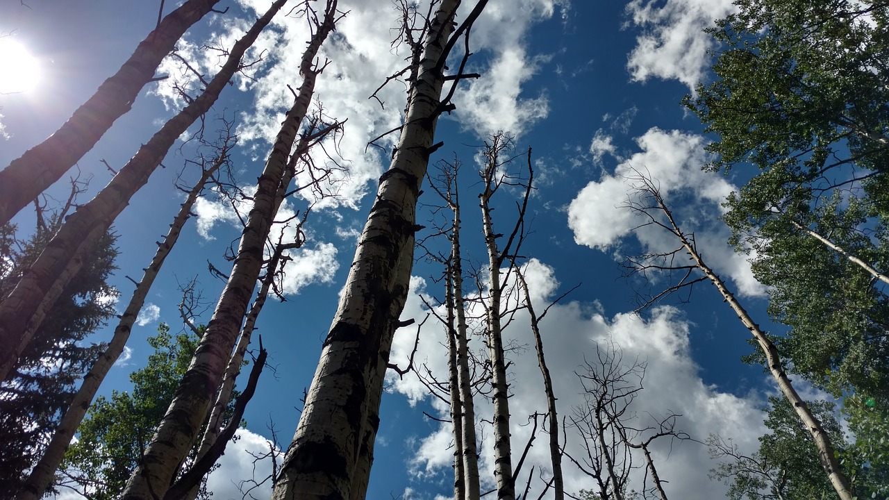 trees aspen sky free photo