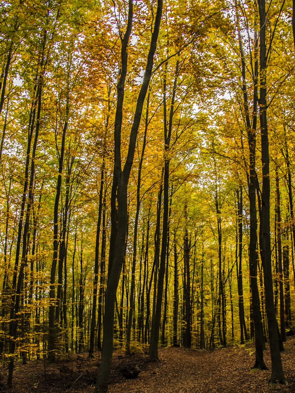 trees fall autumn free photo