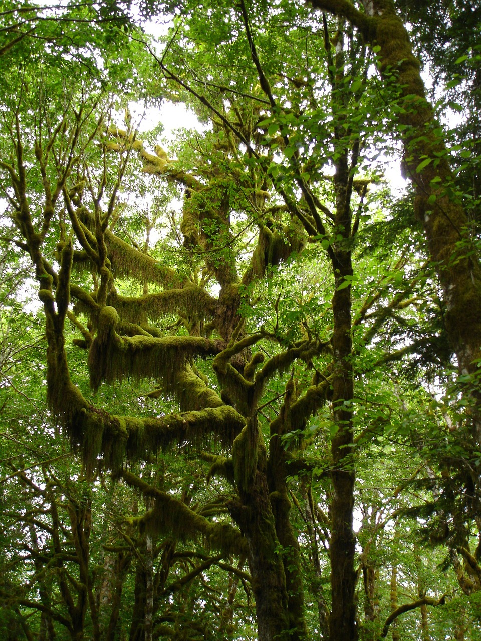 trees moss lake quinault free photo