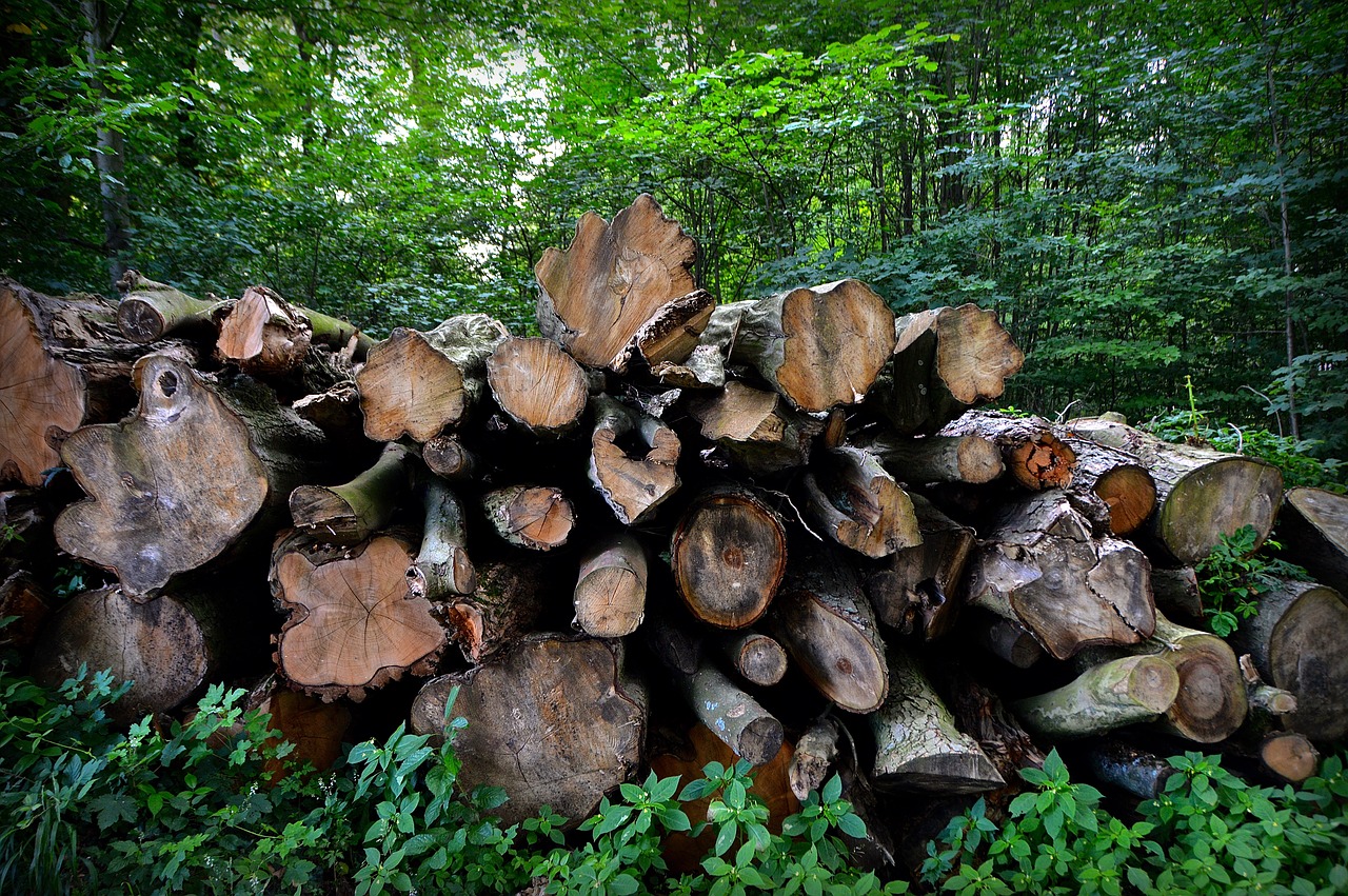 trees strains tree stack free photo